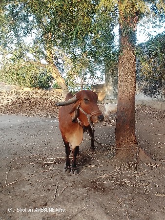 ગાય