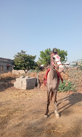 ઘોડી વસવા ની સે
