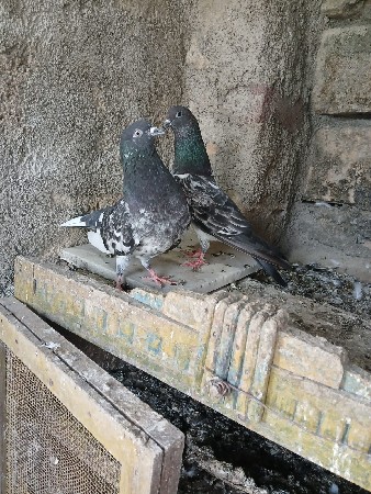 marvada ne joddi vechava ne che