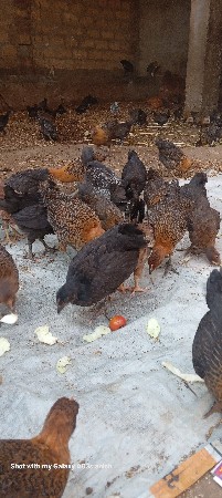 દેશી સોનાલી ના બચ્ચા
