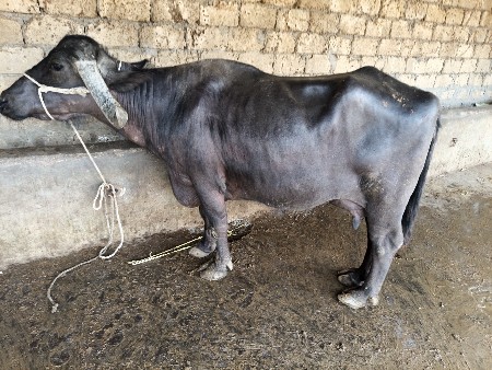 ફાળા સો સાત લીટર દૂધ મહિના દિવસની