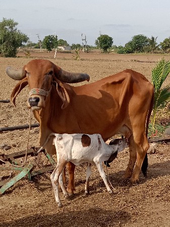 ગાય વેચાવાનીછે તીજુવેતરવીયાણી