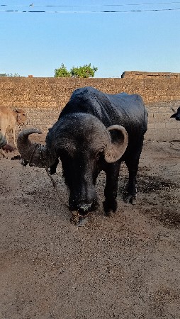 પાડો વેચવાનો છે