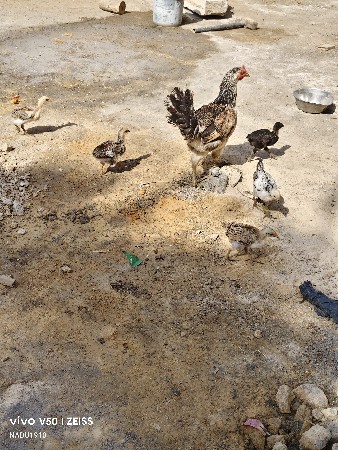 દેશી મરઘા વેચવાના છે.