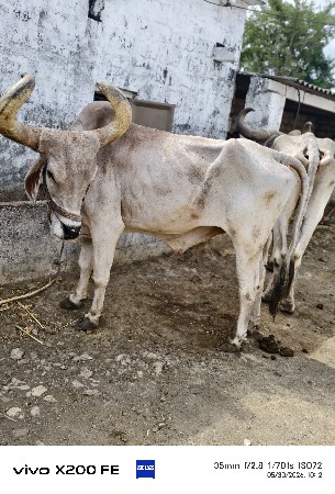 બળદ અને ગાડુ આપવાનું છે