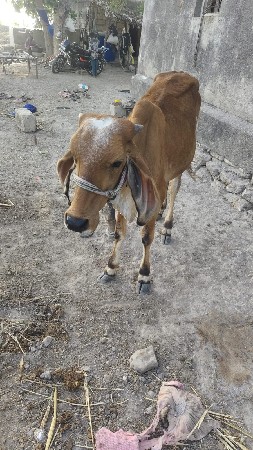 ગાય વેચવાની છે