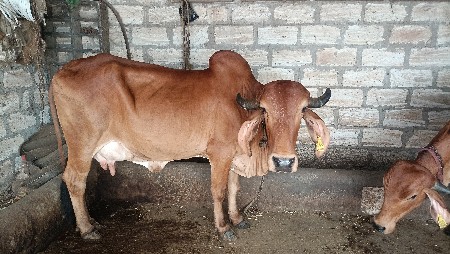 વેચવાની