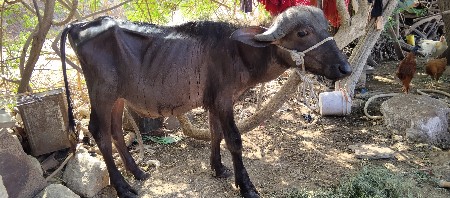બે પાડા વેચવાના છે