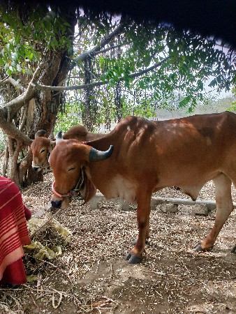 બળદ વેચવાના છે