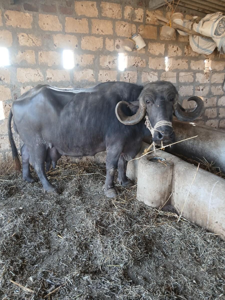 bhesvesvani se jafrabadi