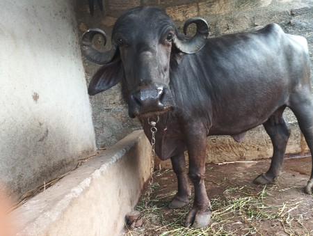 ભેંસ વેચવાની છે
