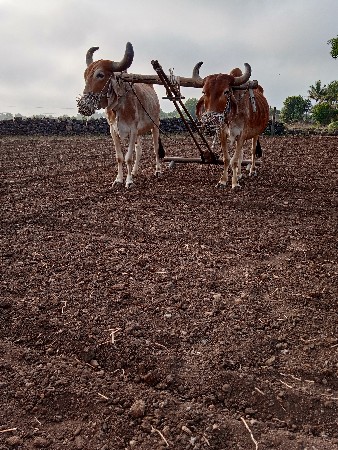 બળદ વેસવાના છે
