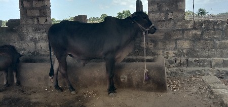 ડાબી