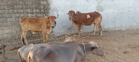 hello Junagarh kamp fashion