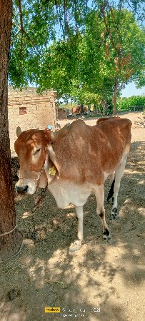 તાત્કાલિક ત્રણે વેચવાની છે
