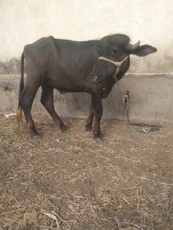 પાડી.  દેવાની.  છે