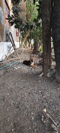 jarman shepherd female
