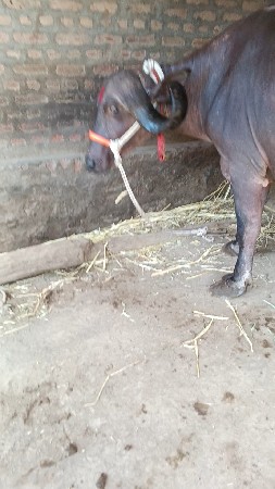 બીજુ,વેતર
