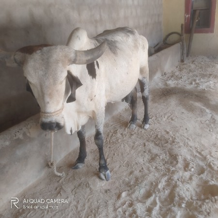 ગાય વેચવાની છે