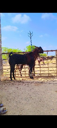 સાડા ત્રણ વર્ષનો