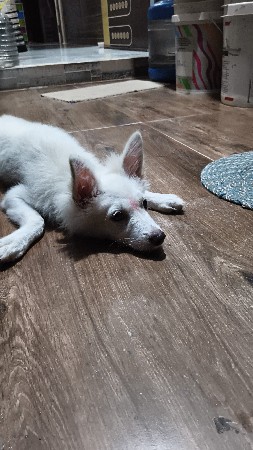 કૂતરો વેચવા નો છે