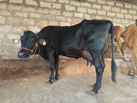 જર્સી ગાય hf