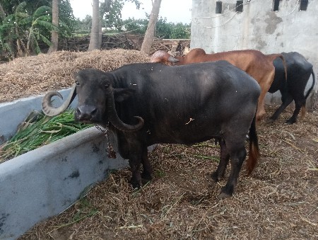 આ ભેંસ વેચવાની છે
