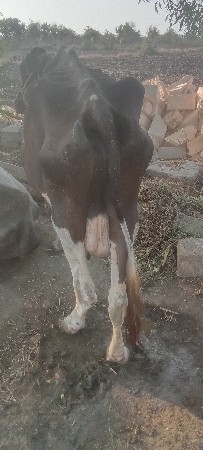h.f gay veshvani se