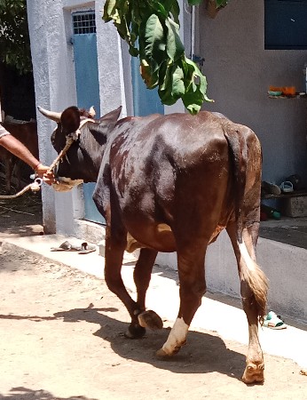 હોળકી વેચવાની છે
