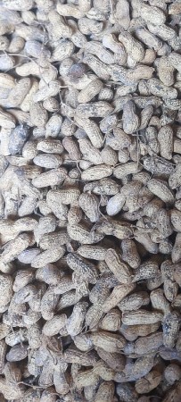 મગફળી