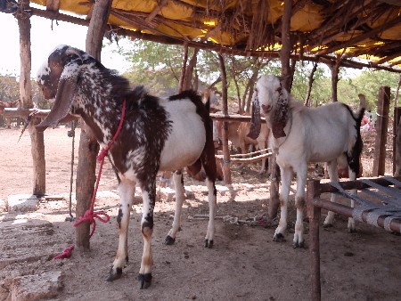 50000રૂપિયા કિંમત