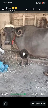 પેલું વેતર ગાભણ