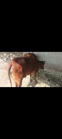 મહી નાદીનિ    કાચી છે  બીજુ વેતર