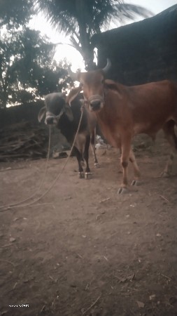 ગોઢલા છે પહેલી ધર ના છે