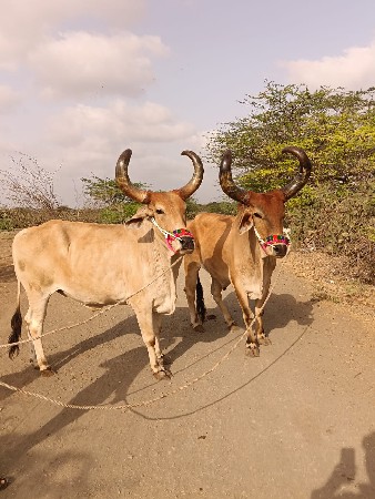 બળદ વેચવા ના છે
