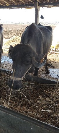 વેચવાની છે