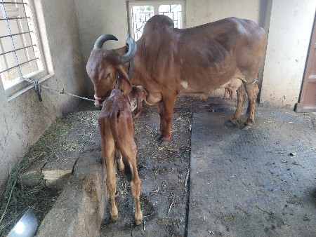 ગાય વેસવાની છે