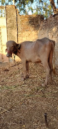 3 વષૅ ની ખડાય છે