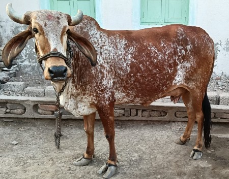 ગાય વેચવાની છે