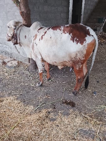 ગાય વેચવાની છે