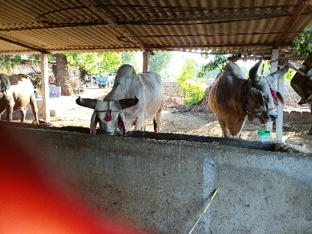 બળદ વેચવાના છે