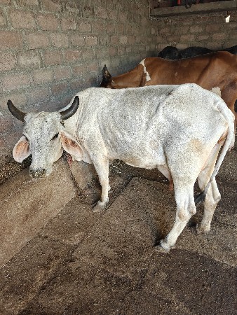 gay vechvani