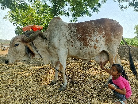 ગાય વેચવાની છે