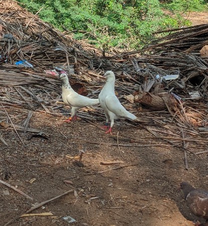માંગરોળ કોટડા ફાટક