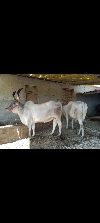 બળદ વેચવા નાં સે ચાર વાવણી