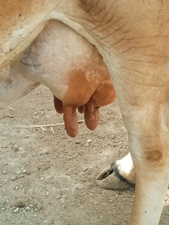 ગાય વેસવાની સે