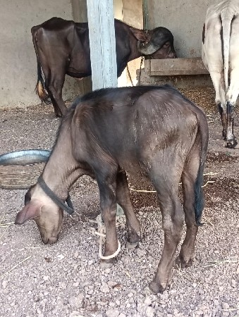pado devano che