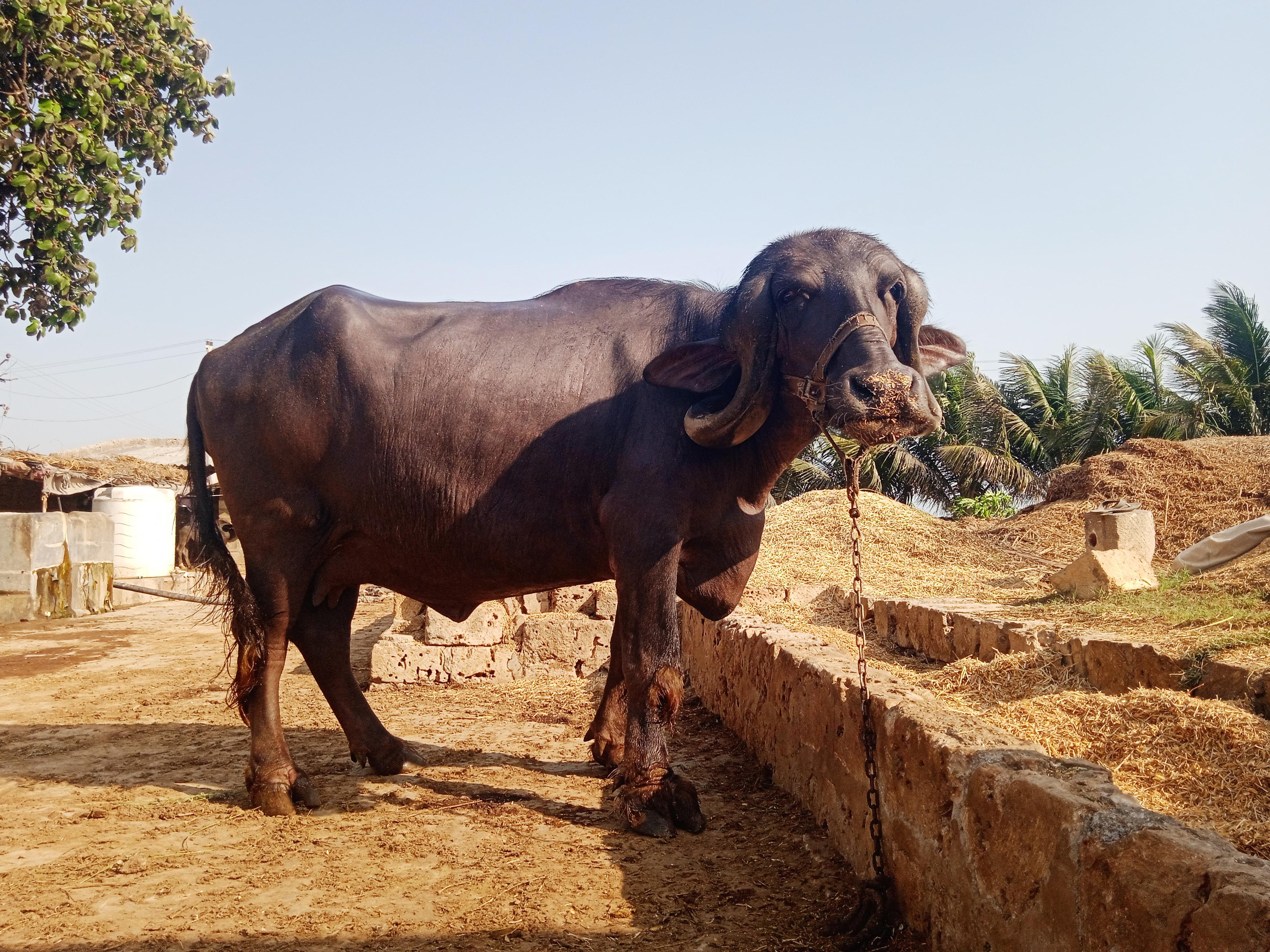 Original jafrabadi