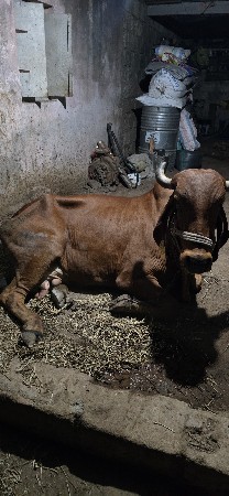 ગાય વેચવા ની છે