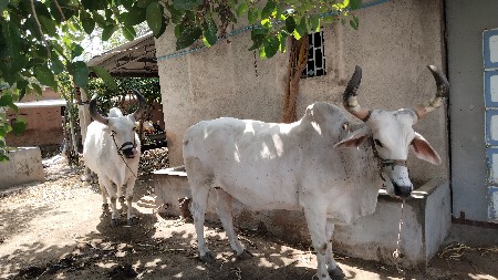 વેચવાના છે